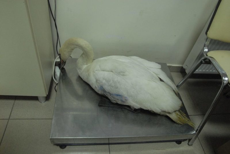 Ветеринари оглянули травмованого лебедя з Коломиї (ФОТО)