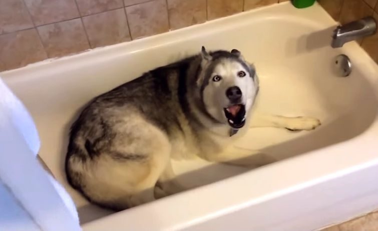 Смішне відео – собака не хоче виходити з ванни (ВІДЕО)