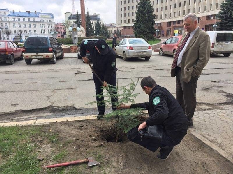 У Франківську замість антипаркувальних стовпчиків садять дерева (ФОТО)