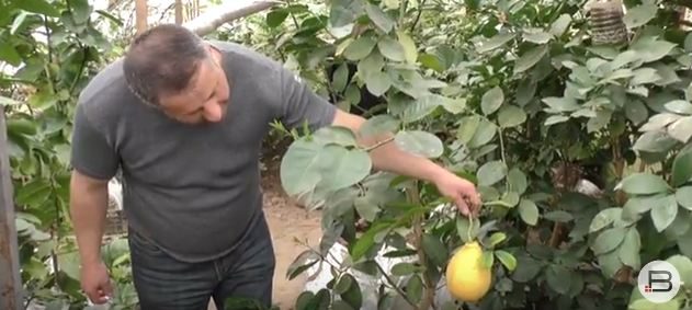 Прикарпатець вирощує вдома екзотичні фрукти (ВІДЕО)