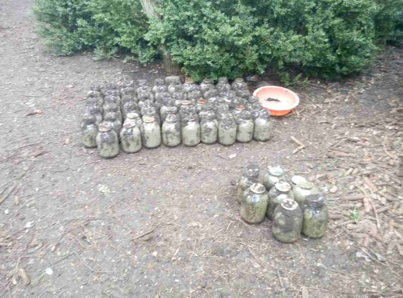 Правоохоронці розшукали прикарпатця, який у саду закопав понад 200 кілограмів марихуани