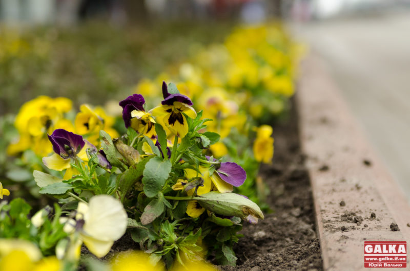 Цієї весни в місті висадили вже 33 тисячі квітів, посадать ще 100