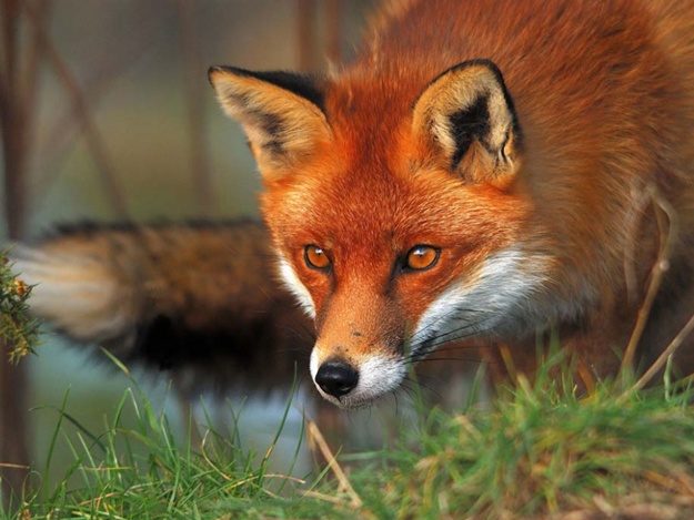 Скажена лисиця покусала домашніх тварин у Печеніжині