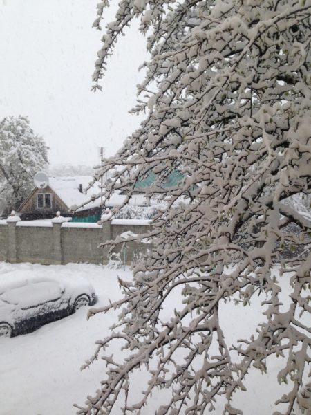 Прикарпатець викликав рятувальників, бо від снігу дерево могло впасти на його будинок