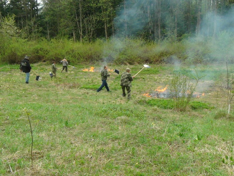 Лісники та рятувальники разом гасили пожежу у лісі (ФОТОФАКТ)