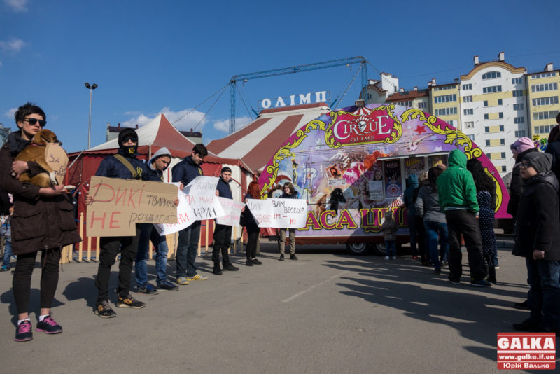 “Цирк вбиває”: у Франківську закликали не відвідувати шоу за участю тварин (ФОТО)