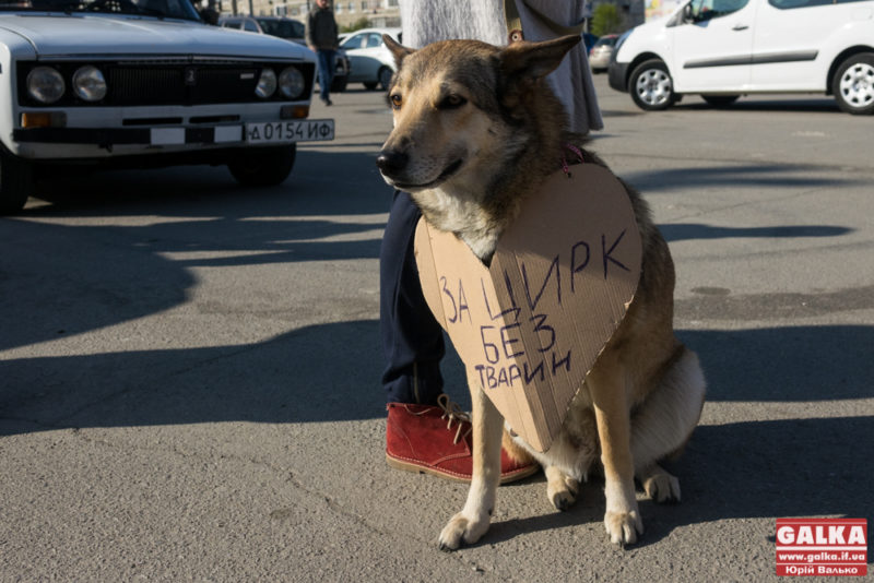 У Франківську збирають підписи за заборону цирків з тваринами на території міста