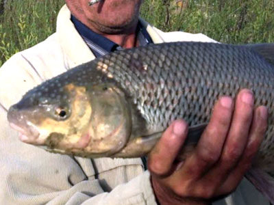 Франківці незаконно виловлюють червонокнижний вид риби (ФОТО)