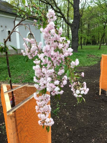 У міському парку вже цвітуть сакури (ФОТО)