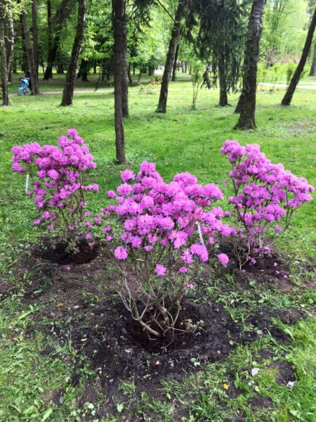 У парку Шевченка висадили чарівні квіти та кущі (ФОТО)
