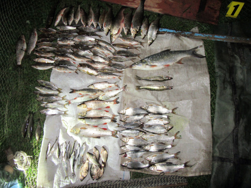 На Бистриці спіймали двох браконьєрів, котрі виловлювали “червонокнижну” рибу (ФОТО)