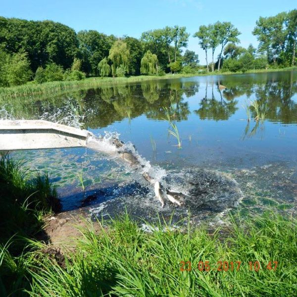 У міське озеро запустили 430 кілограмів риби (ФОТО)