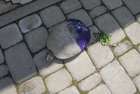У Галичі реабілітовують черепаху, яку переїхала машина