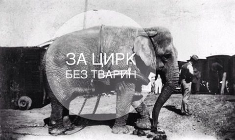 З 2020 року державні цирки в Україні будуть без тварин – міністр культури