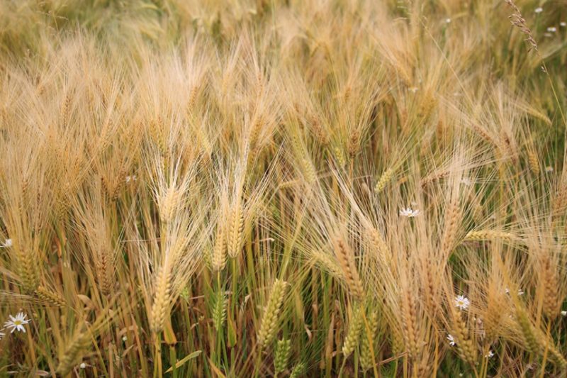 На Прикарпатті очікують надзвичайно хороший урожай зернових