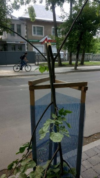 На Мазепи вандали поламали саджанці дерев (ФОТО)
