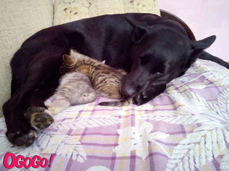 Чужих дітей не буває: у Франківську собака стала мамою двох кошенят (ФОТО, ВІДЕО)