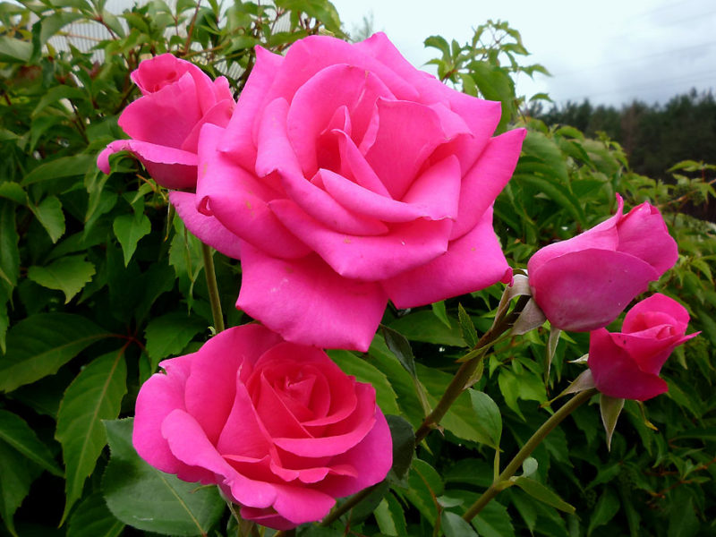 50 кущів троянд висадять у міському парку до Дня матері