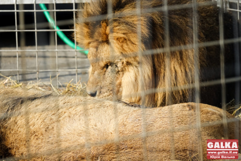 На території Богородчан заборонили цирки з тваринами