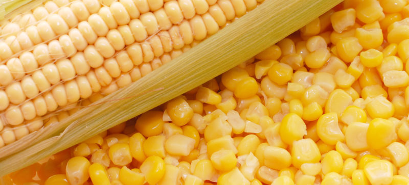 Чому не всходить насіння кукурудзи