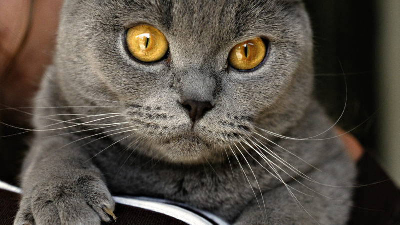 МАРСіани показали, як три години рятували кота з вентиляційної шахти (ВІДЕО)