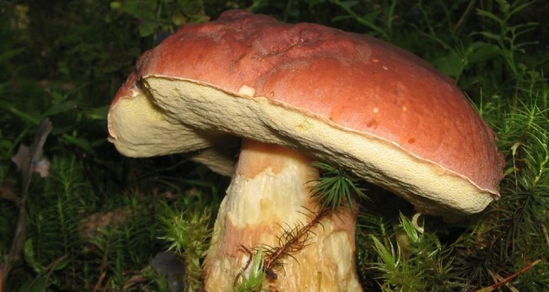 Область планує виділити додаткові кошти на лікування отруєнь грибами