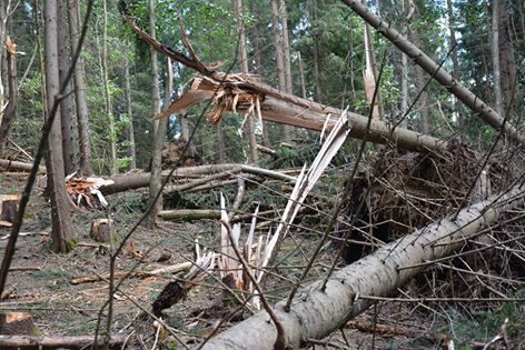 На Прикарпатті лісівники скаржаться, що буревій пошкодив гектари насаджень (ФОТО)