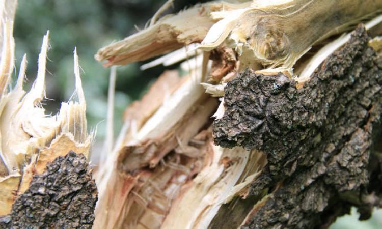 У Косові повалене дерево пошкодило центральну газову трубу