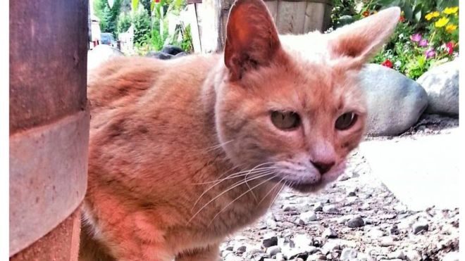 Помер кіт, який 20 років був мером містечка на Алясці