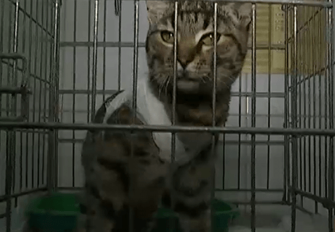 Киянина засудили до 6 місяців арешту за знущання над котом
