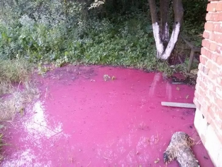 Поблизу Франківська прорвало каналізацію – у дворах людей рожеві калюжі (ФОТО)