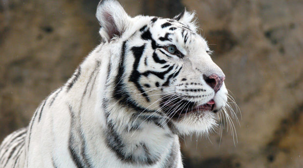 В Україні народилися рідкісні білі тигренята (ВІДЕО)