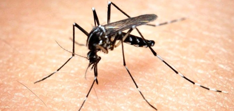 Галка рекомендує: як зняти свербіж після укусу комара