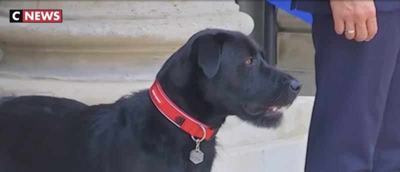 Президент Франції взяв до Єлисейського палацу собаку з притулку (ФОТО)