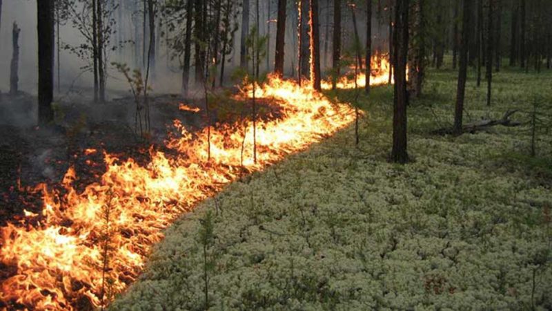 На Прикарпатті оголосили про найвищий ступінь пожежної небезпеки