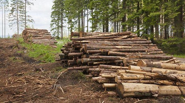 На Франківщині екологічна інспекція виявила в лісгоспі незаконну рубку лісу на півмільйона гривень