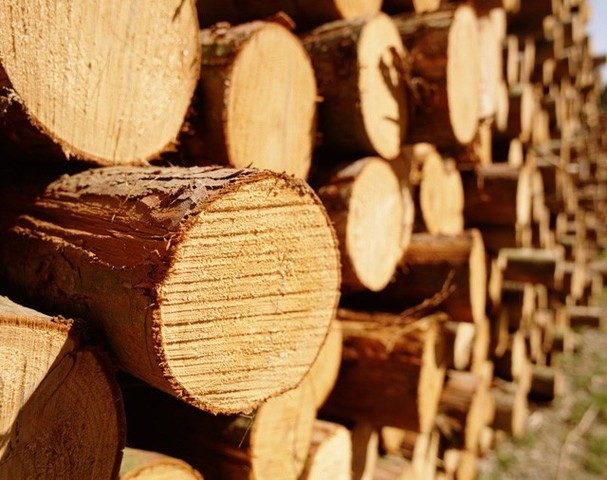 На Франківщині екологічна інспекція виявила незаконну рубку лісу на понад 170 тисяч гривень