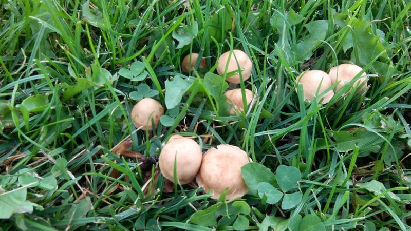 На стадіоні в Івано-Франківську ростуть гриби (ФОТОФАКТ)