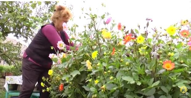 На Прикарпатті жінка виростила справжню квіткову плантацію (ВІДЕО)