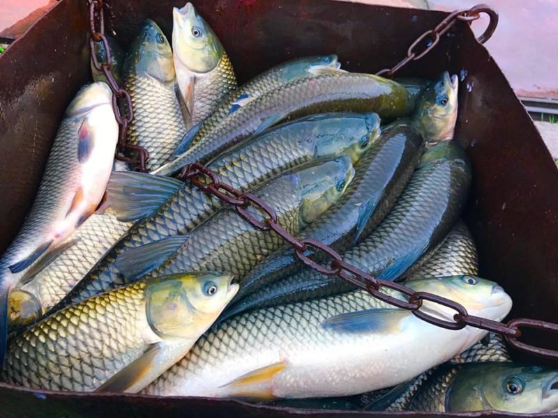 У франківській річці незаконно ловили рибу, складено протокол (ВІДЕО)