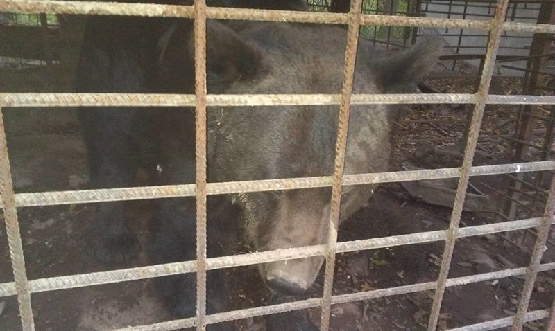 Активісти намагаються врятувати бурих ведмедів з колишньої конопельної ферми на Косівщині (ВІДЕО) 