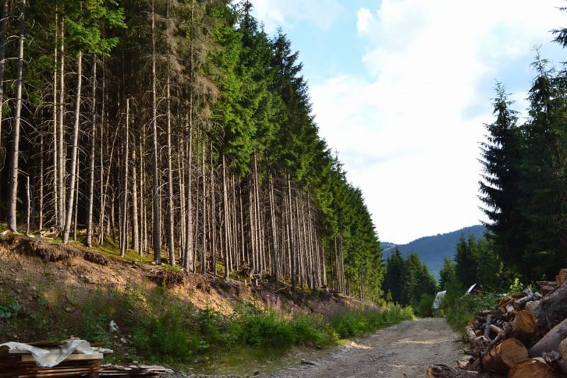 З листопада в області мають запроводити електронний облік деревини. Хто з лісівників не встигне – не матиме права на вирубку