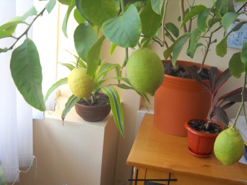 Ананаси, банани та авокадо вирощує прикарпатка в офісі (ФОТО)