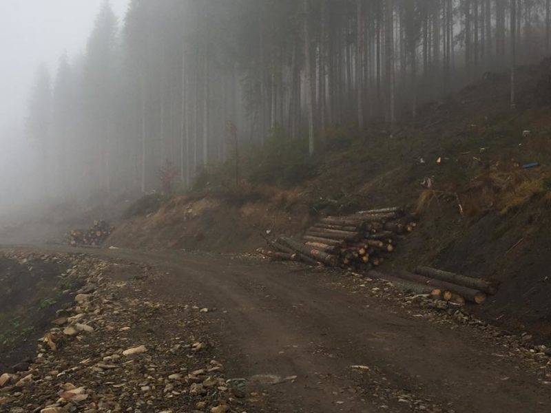 В управлінні лісового господарства відреагували на критику атовців про вирубку лісу