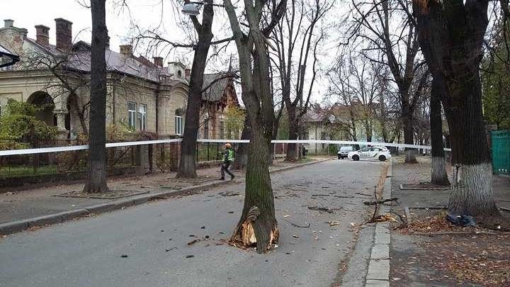 На вулиці Тарнавського через аварійне дерево тимчасово припинений рух (ФОТО)