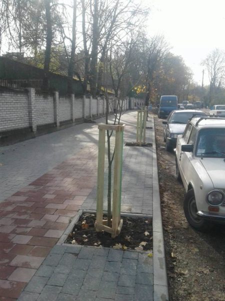 У Франківську розпочалась осіння посадка дерев та кущів (ФОТО)