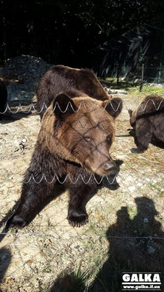 Як живуть ведмеді-новосельці у Галицькому природному парку (ФОТО)