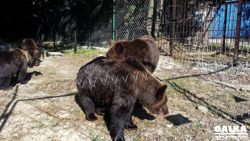 У Галицькому природному парку шукають фахівця, щоб встановити камеру спостереження за ведмедями