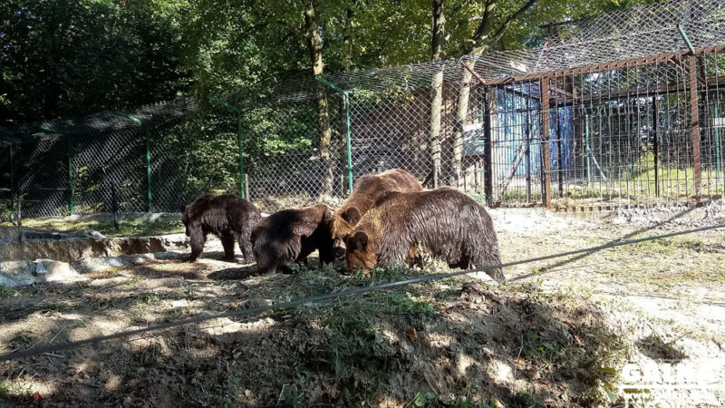 Центр реабілітації тварин потребує коштів на ліки та харчі для ведмедів