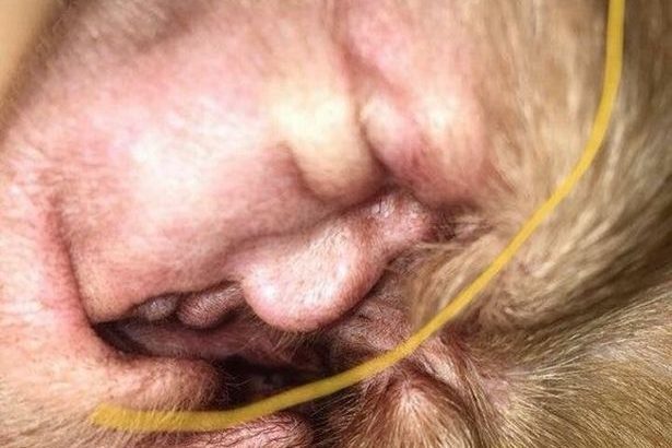 У вусі собаки знайшли “портрет” Трампа (ФОТО)